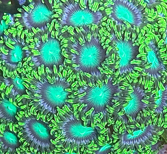 Zoanthus sp. – „Radioactive Dragon Eye“ min 5 Polypen