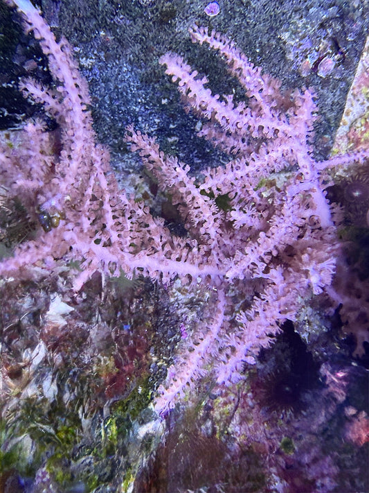 Gorgonie sp. - "pink"