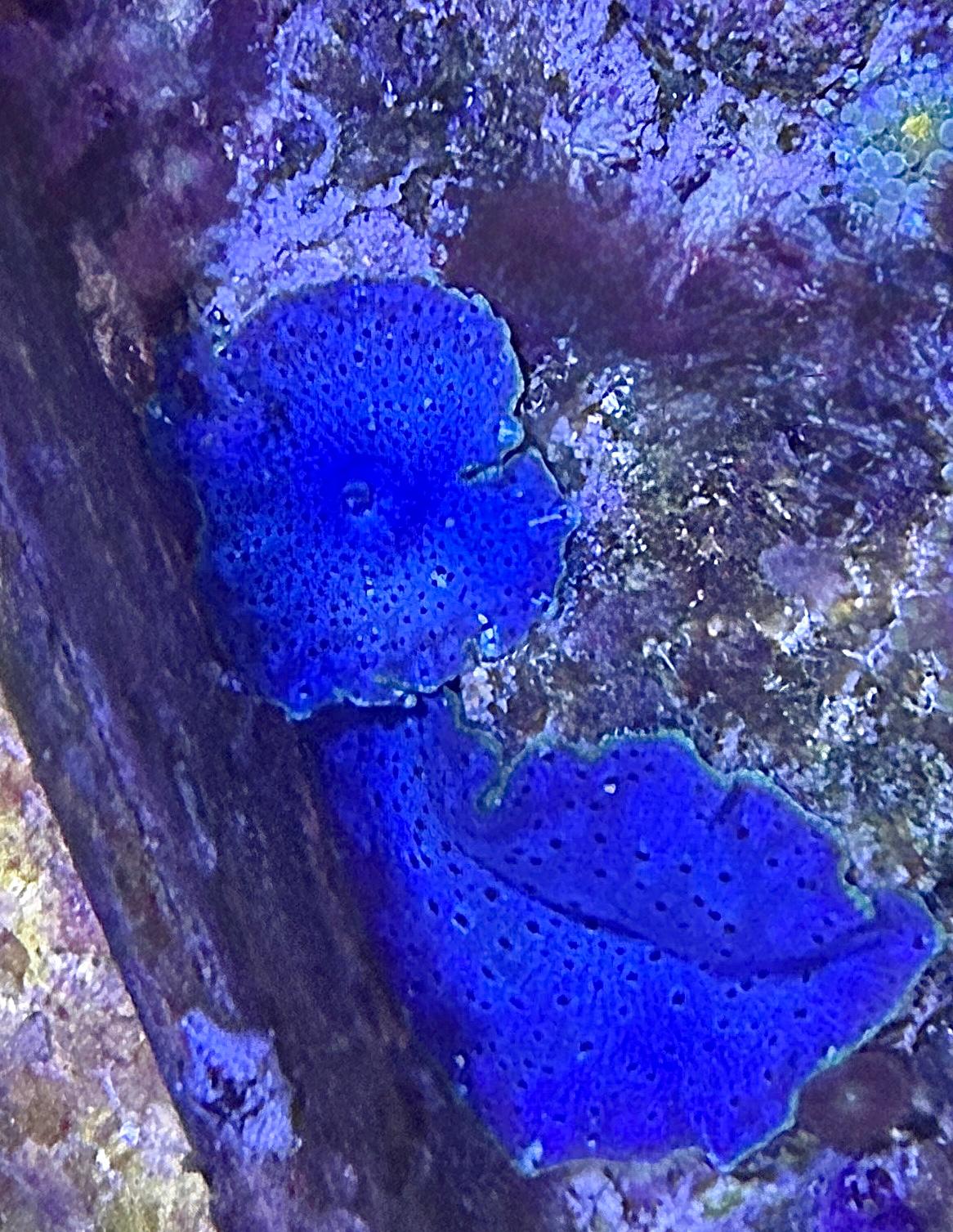 Discosoma sp. – „Blau mit grünem Rand“