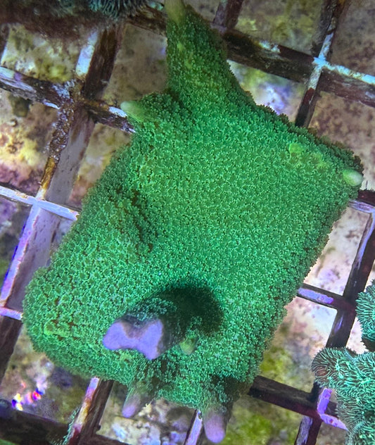 Montipora Digitata - "Neon Grün"