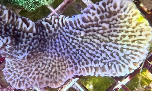 Montipora Palawanensis - Blau mit brauen Polypen