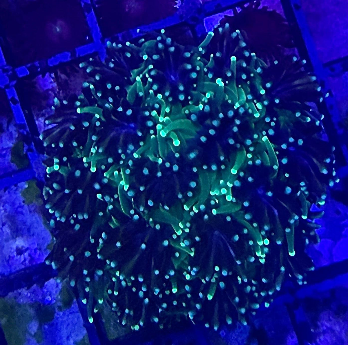 Galaxea fascicularis - Kristallkoralle Ableger "Neon Grün"