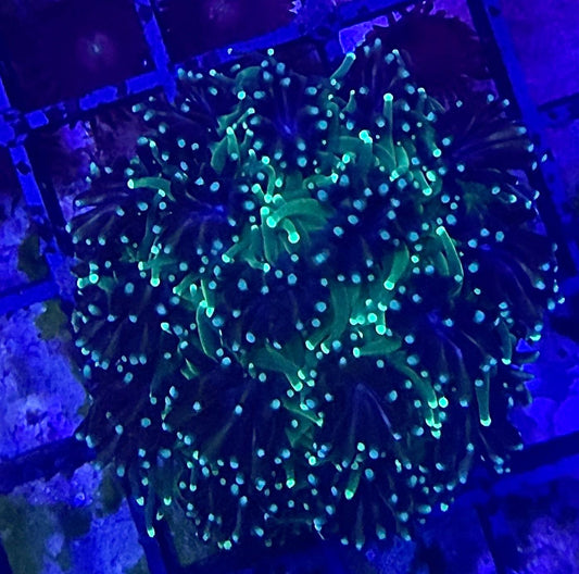 Galaxea fascicularis - Kristallkoralle Ableger "Neon Grün"