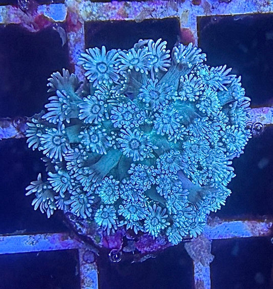 Goniopora sp. – „Ice"