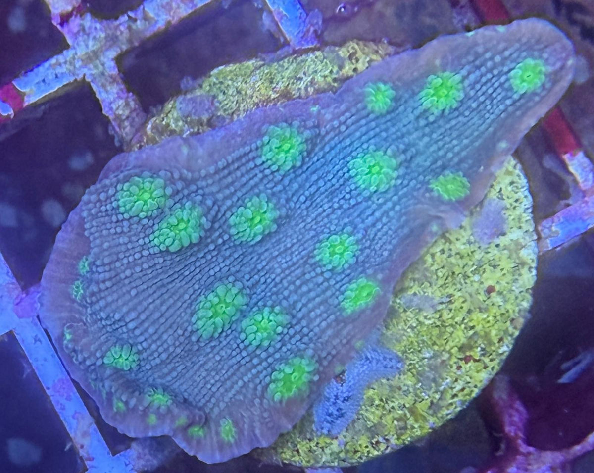Echinopora lamellosa – „Hollywood Stunner“