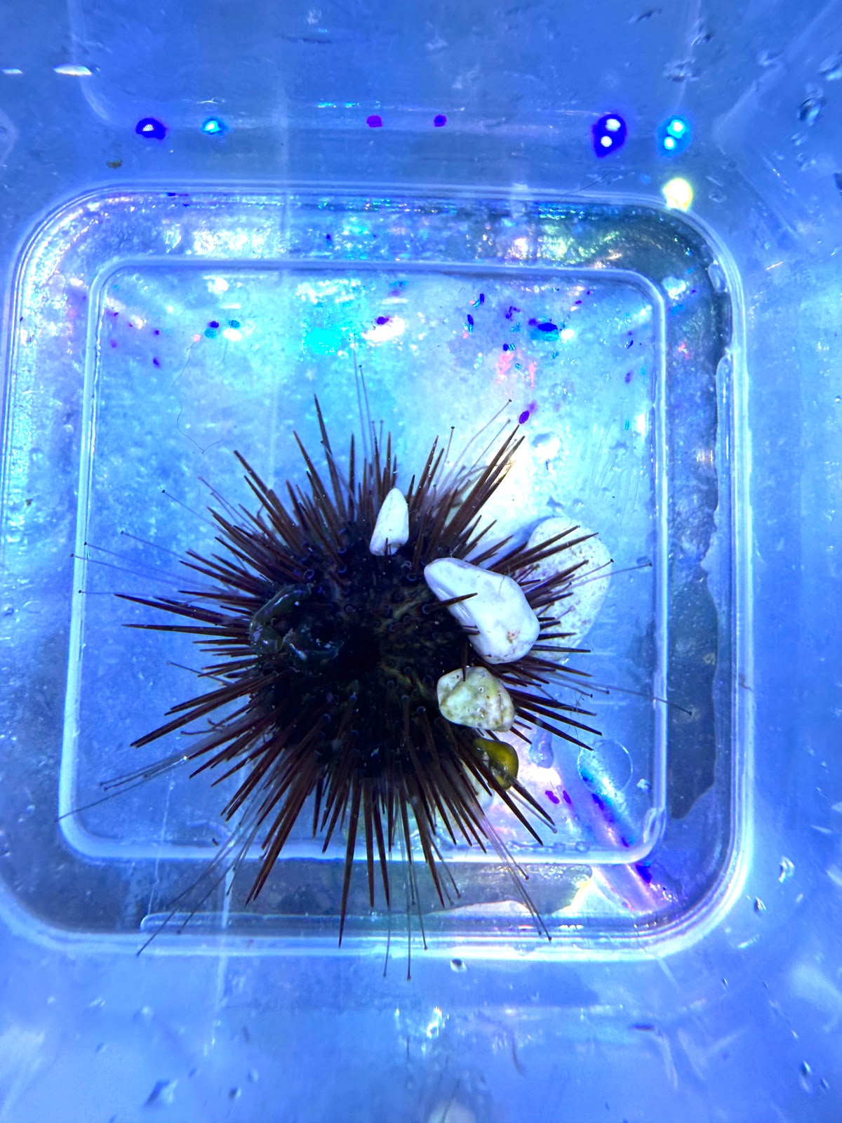 Paracentrotus lividus – Steinseeigel