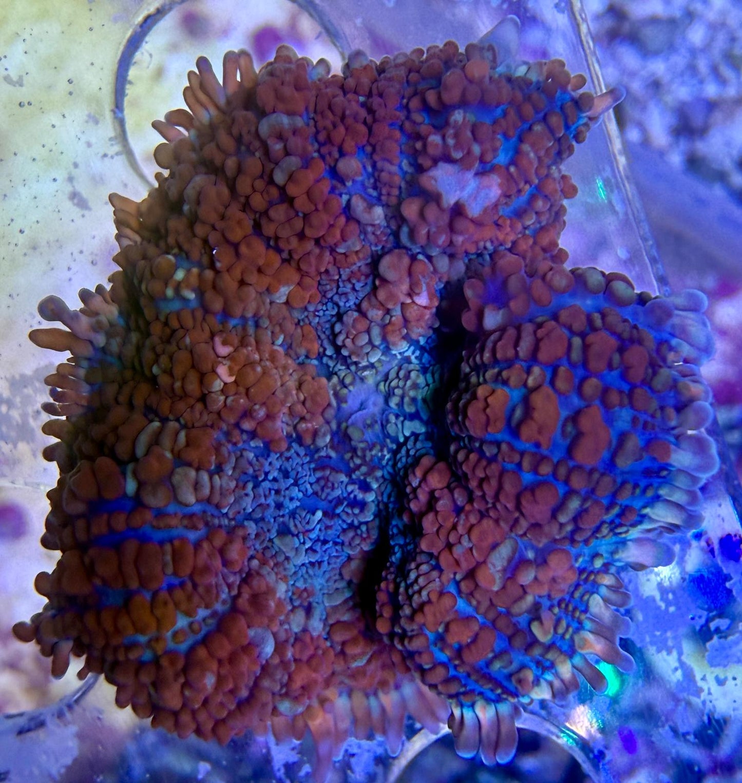 Rhodactis sp. – „Forest Fire“