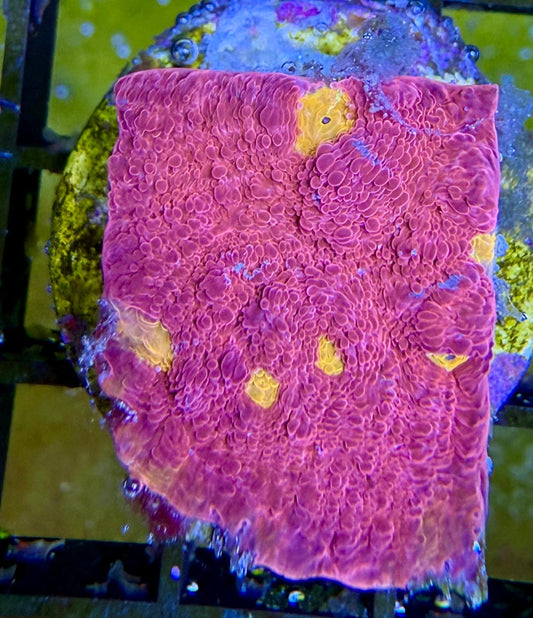 Echinophyllia Rainbow Crush - Chalice Rainbow Crush WYSIWYG 02