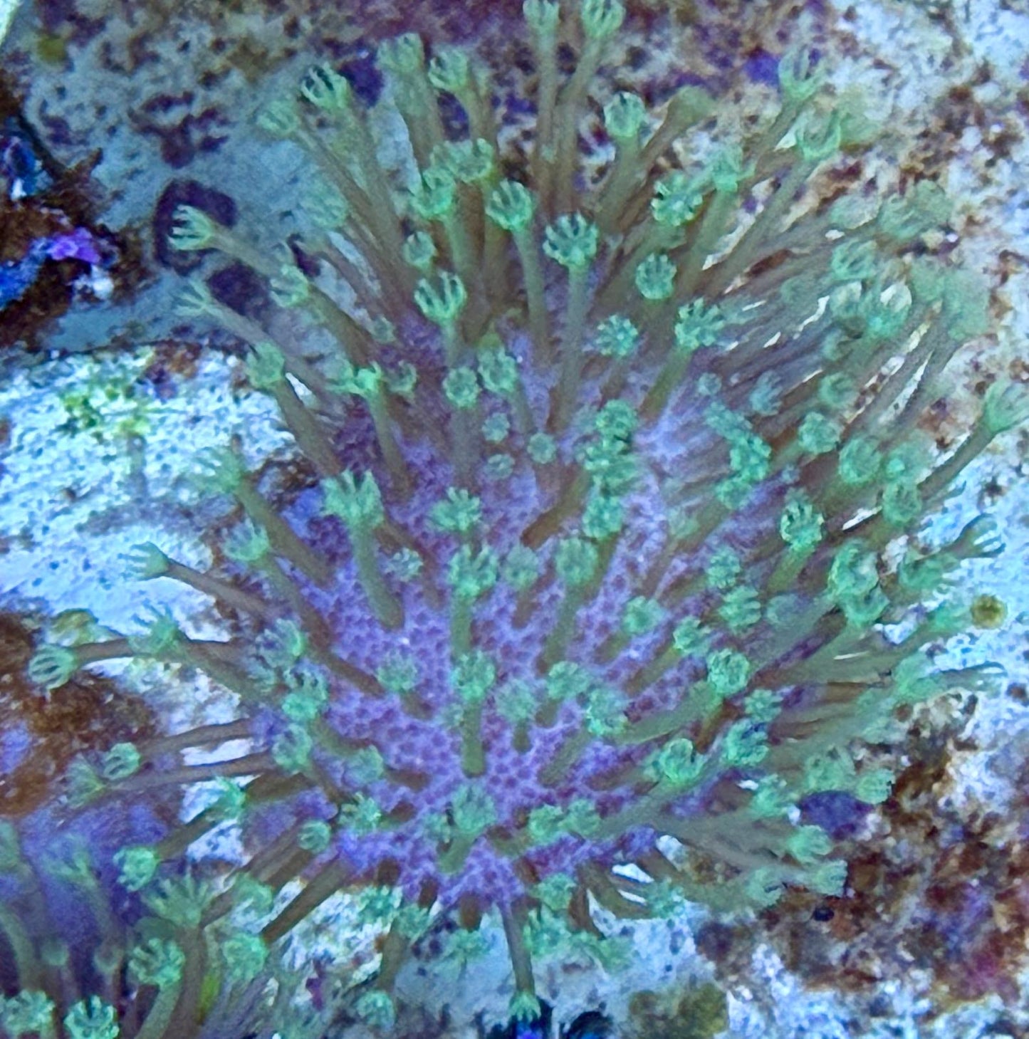 Sarcophyton ehrenbergi - Pilzlederkoralle Grün