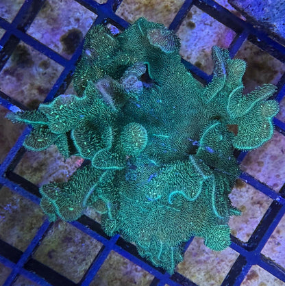 Pavona Cactus Grün