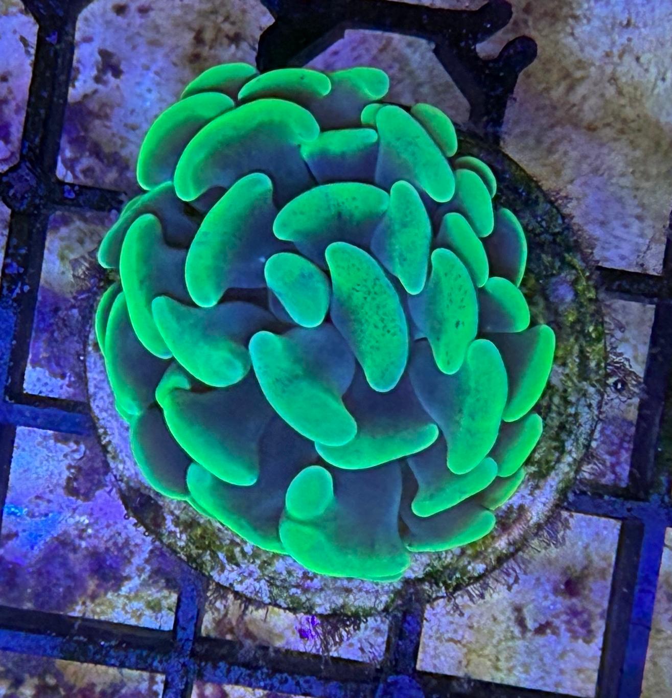 Euphyllia Paraancora "HP Green"