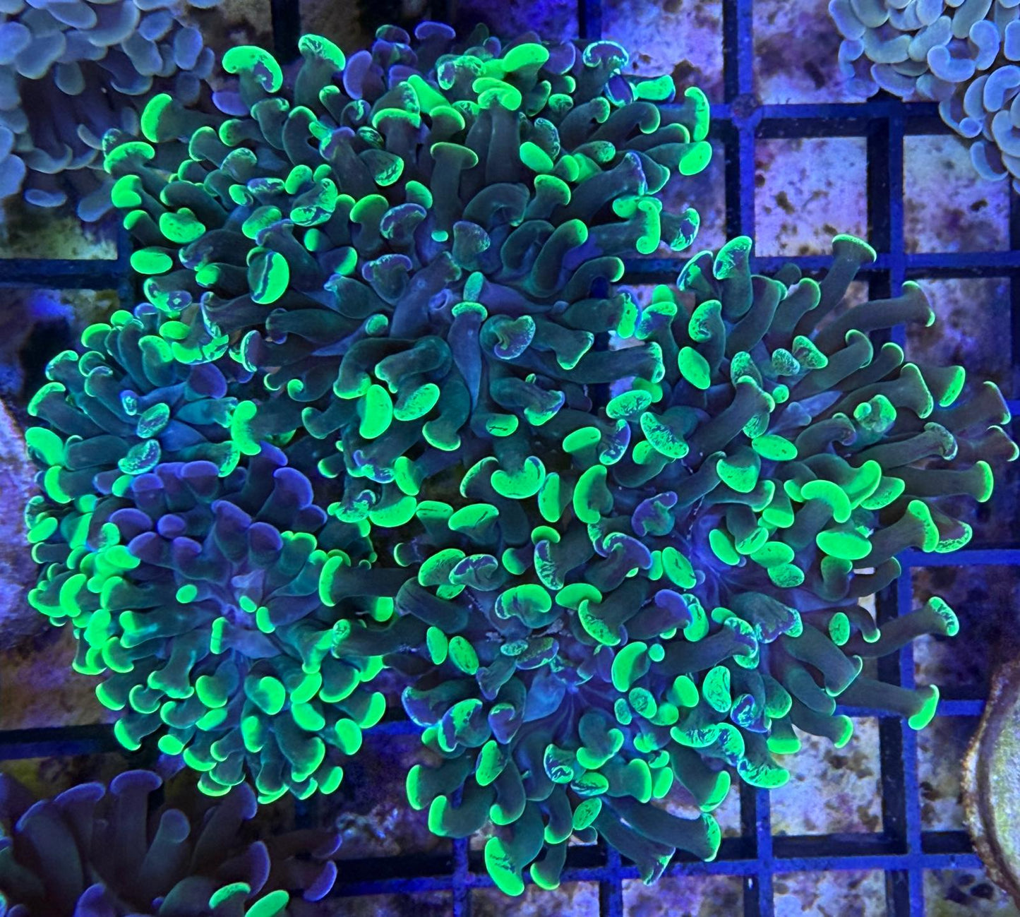 Euphyllia Paraancora Grafted Green Splatter
