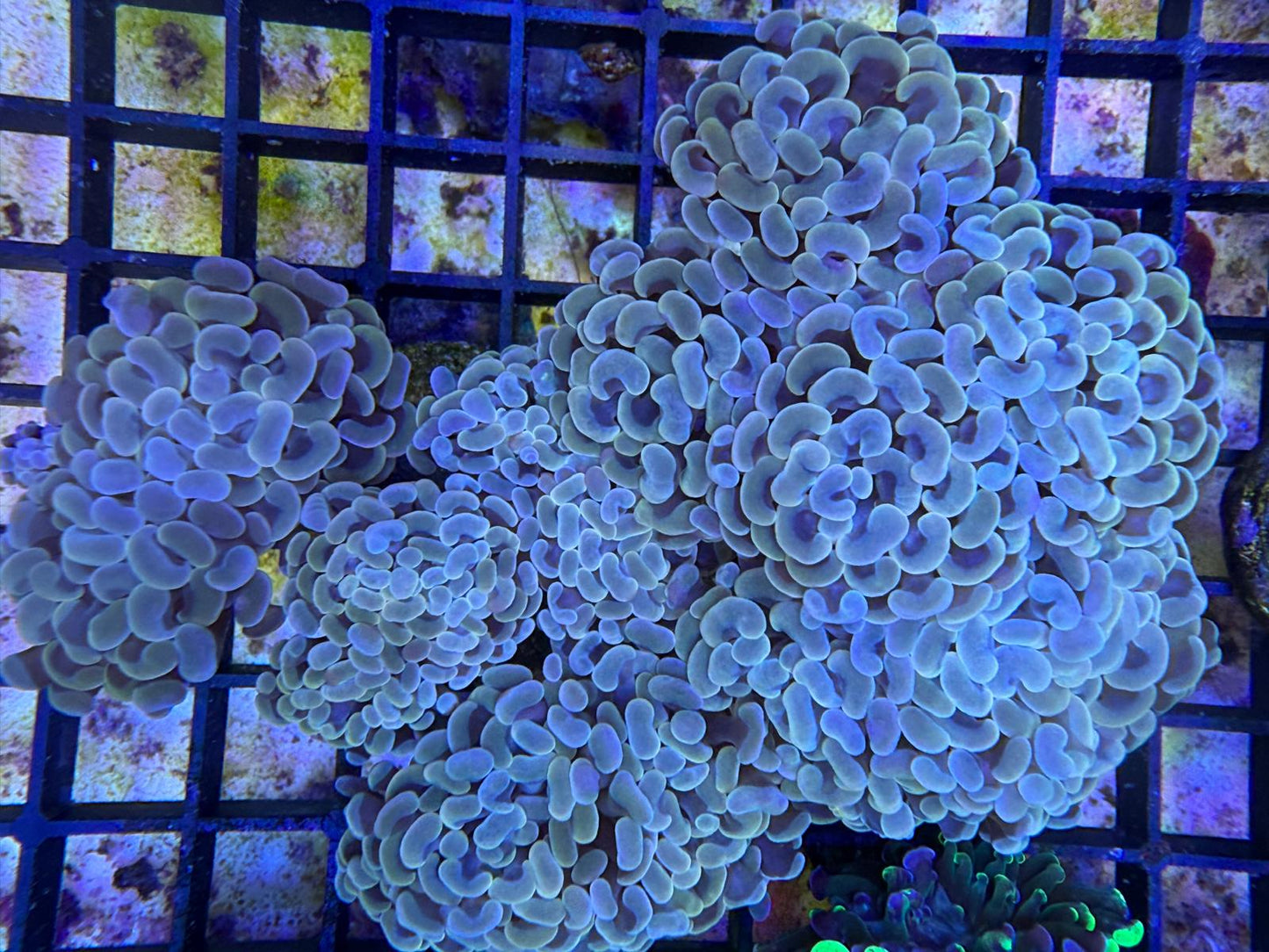 Euphyllia Baliensis "Rainbow"