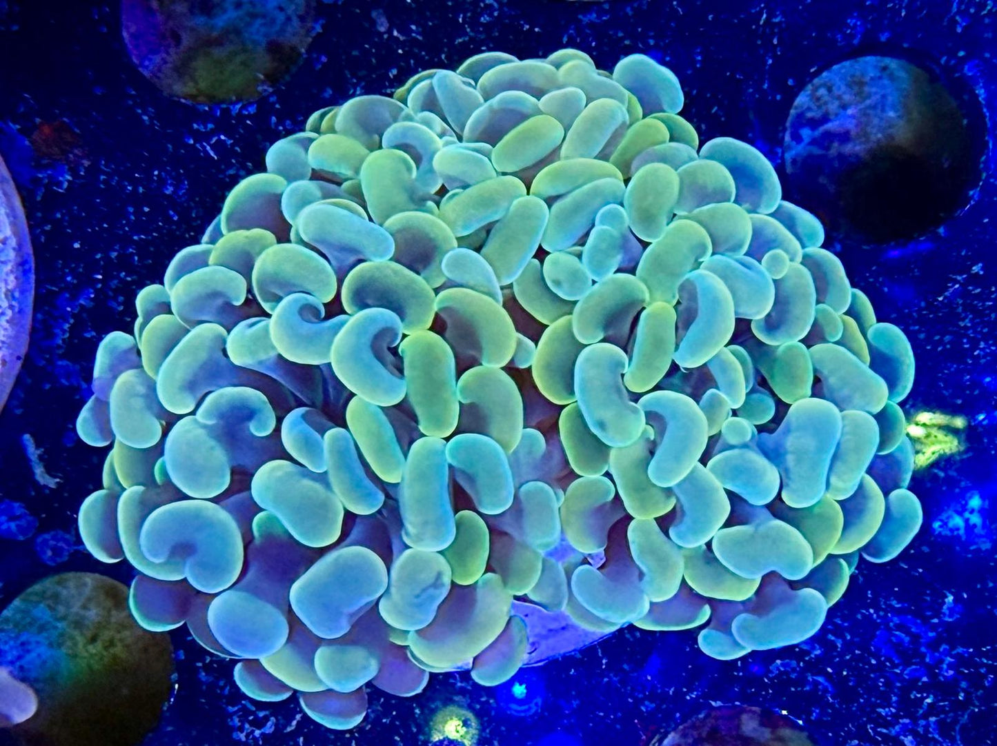 Euphyllia Baliensis "Golden Nugget"