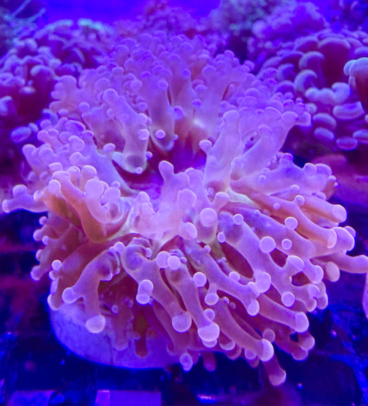 Euphyllia divisa "Transparent Orange" Frogspawn 1 head