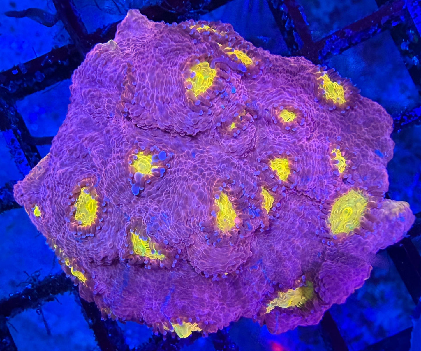 Echinophyllia Rainbow Crush - Chalice Rainbow Crush WYSIWYG