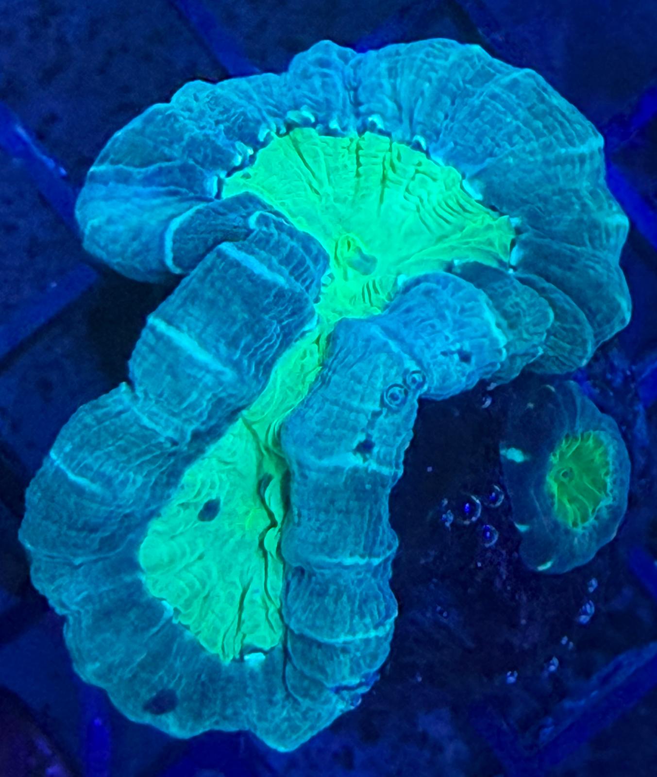 Caulastrea Echinulata M Ableger