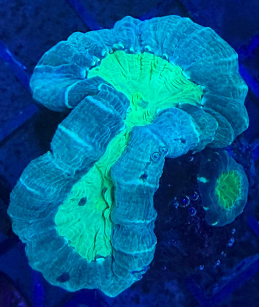 Caulastrea Echinulata M Ableger