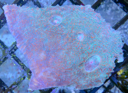 Echinophyllia - Chalice "HP Shipwrecker" M Ableger