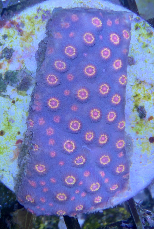 Cyphastrea sp. „Idustrial"