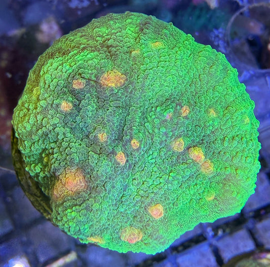 Echinophyllia - Chalice "Space Invader" S Ableger