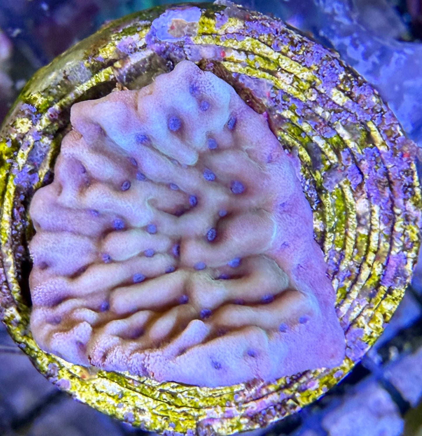 Montipora Palawanensis Crazy T