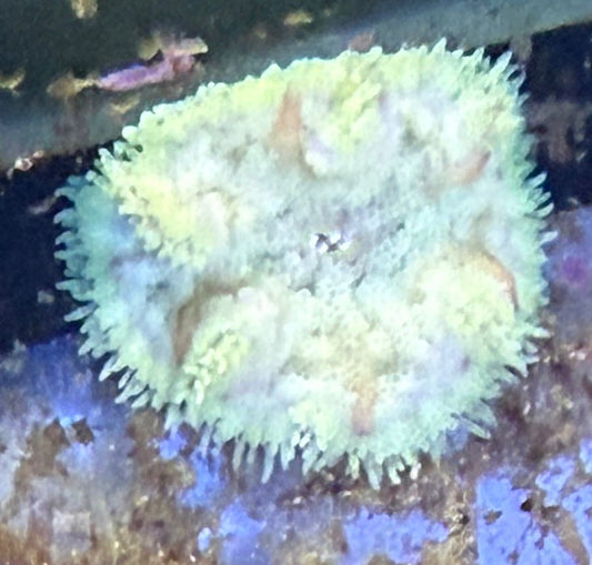 Stichodactyla tapetum – Minimax Teppichanemone  (Farbvariante Gelb-Orange) WYSIWYG