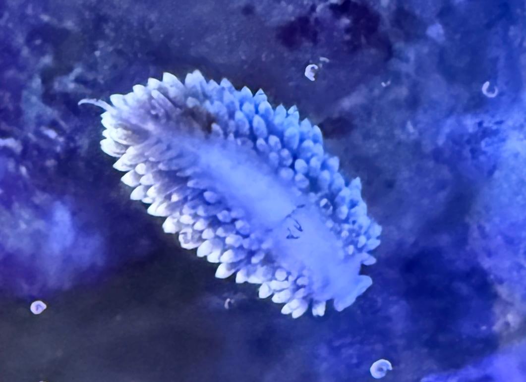 Berghia stephanieae 3cm from own breeding