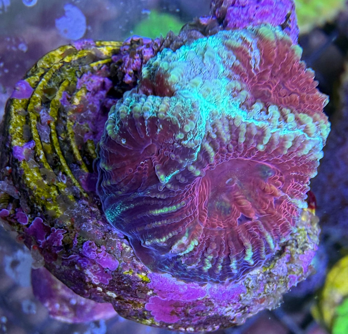 Favia Darkmatter