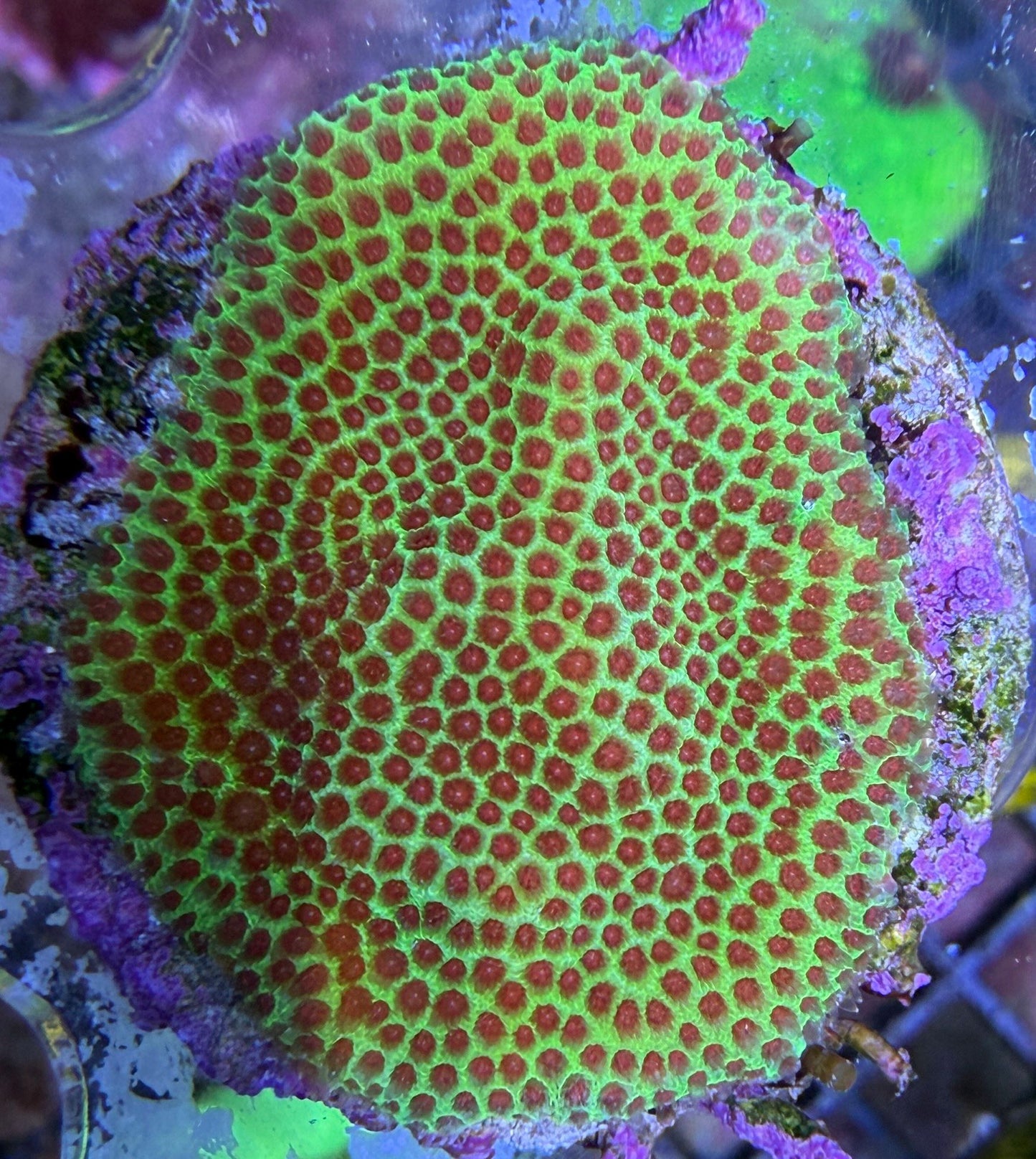 Porites Grinch