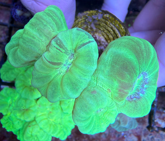 Caulastrea Furcata Toxic Green S offshoot