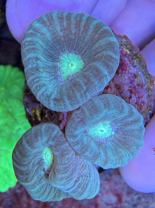 Caulastrea Furcata Blue S offshoot