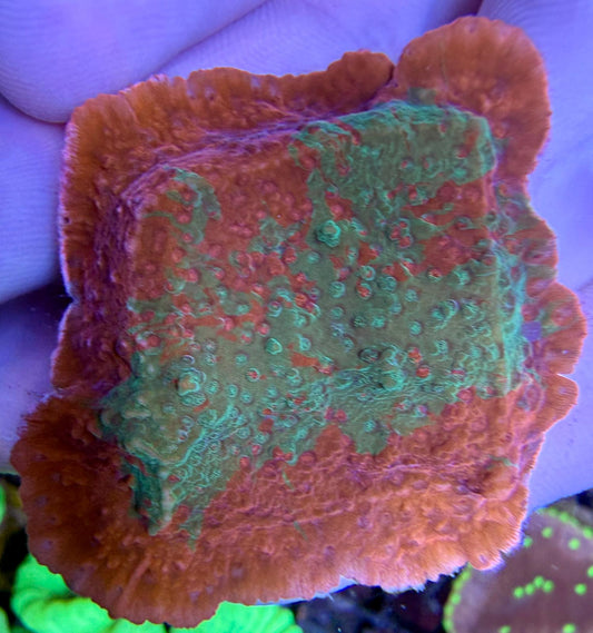 Montipora sp. – „Crafted Red Green“ WYSIWYG