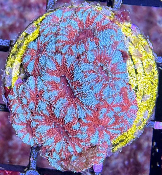 Acanthastrea Blau-Rot