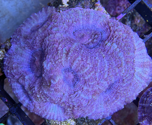 Acanthastrea Blau WYSIWYG