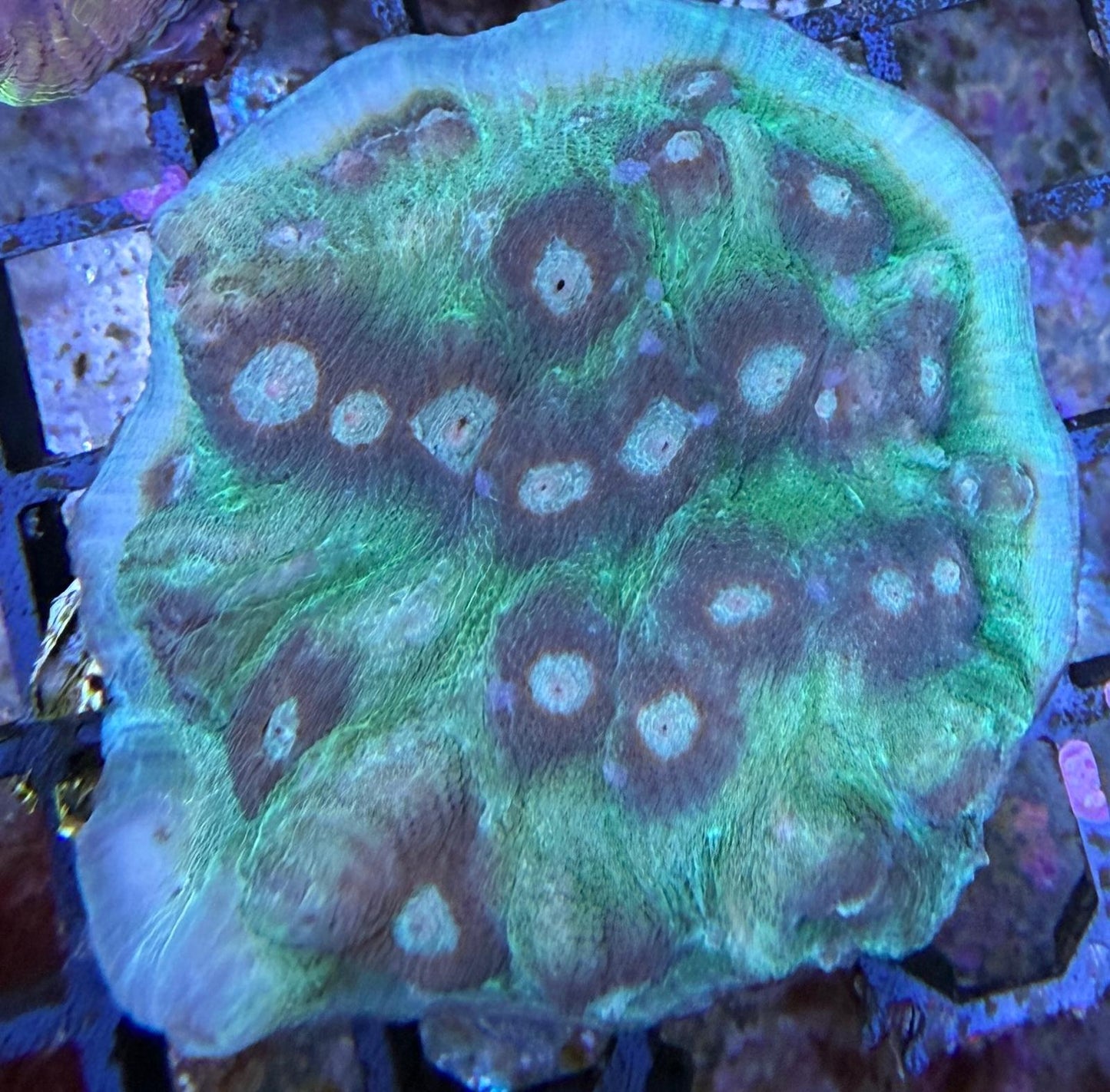 Mycedium elephantotus – Green/Brown L Ableger
