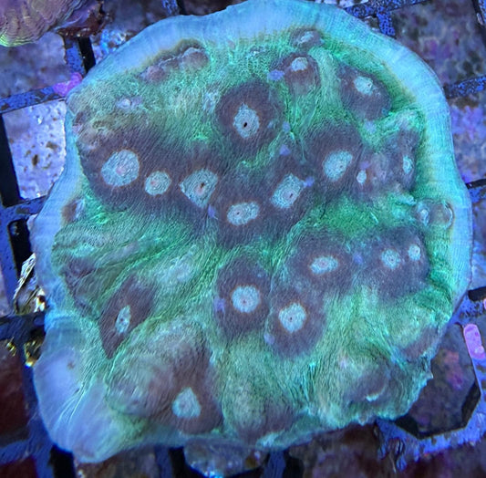 Mycedium elephantotus – Green/Brown L Ableger