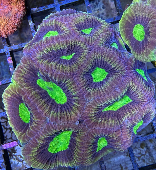 Goniastrea "HP-Toxic Avanger" XXL Ableger