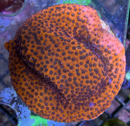 Montipora „Mystic Sunset" M Ableger