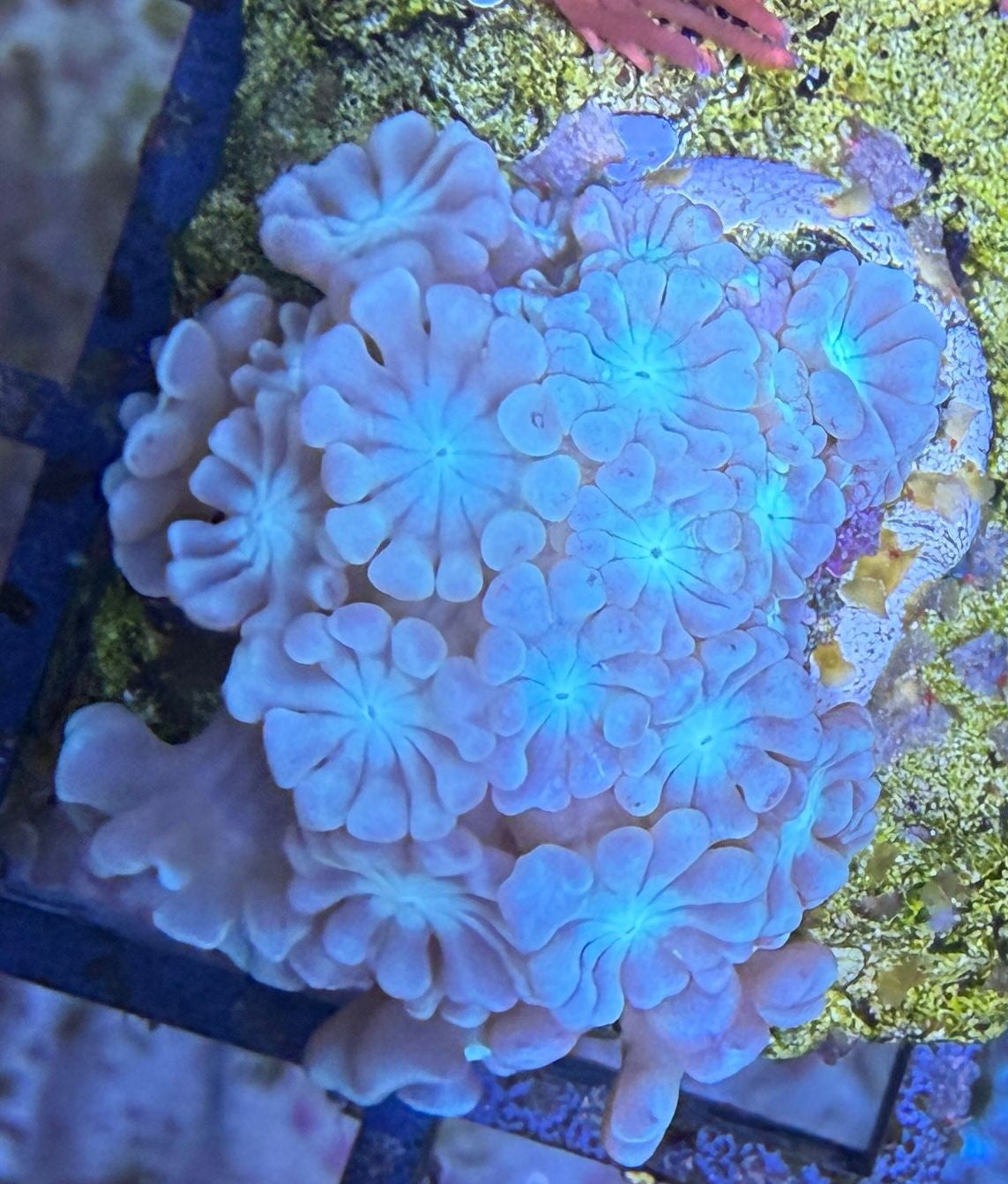 Alveopora sp. – "Cherry Blossom" WYSIWYG