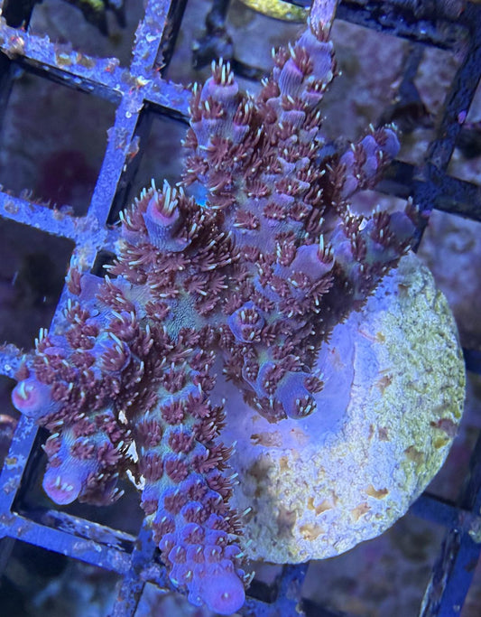 Acropora sp. – „Red Planet“ WYSIWYG