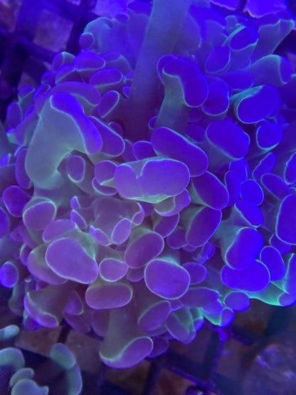 Euphyllia "Hologram"