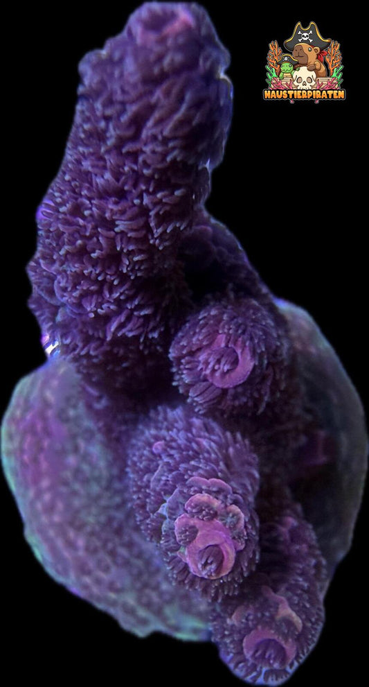 SciReef Acropora Millepora 2022 TWIN ‘Ruby’ WYSIWYG