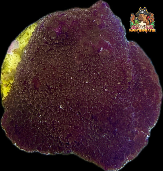 Montipora sp. – „Purple Haze“