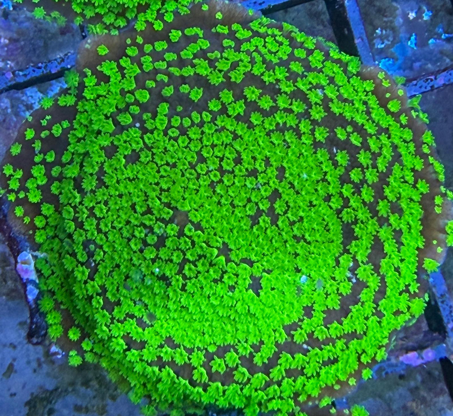 Montipora sp. – „UC Black Magic“