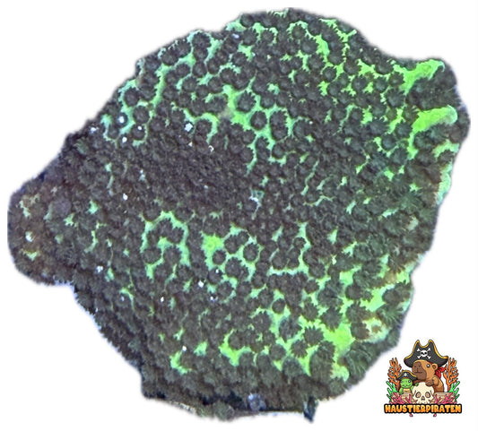 Montipora „Confusa"