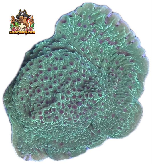 Montipora „Flower Petal“