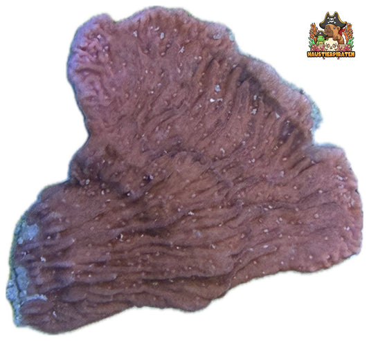 Montipora Hodgsoni Rot