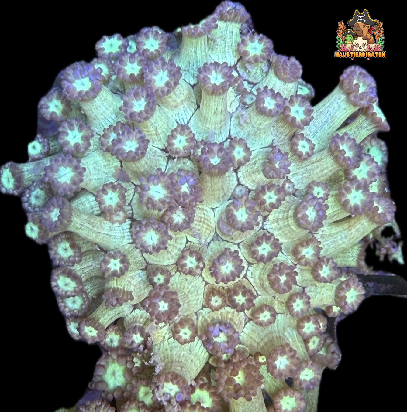 Goniopora sp. – „Galaxy Glitter“