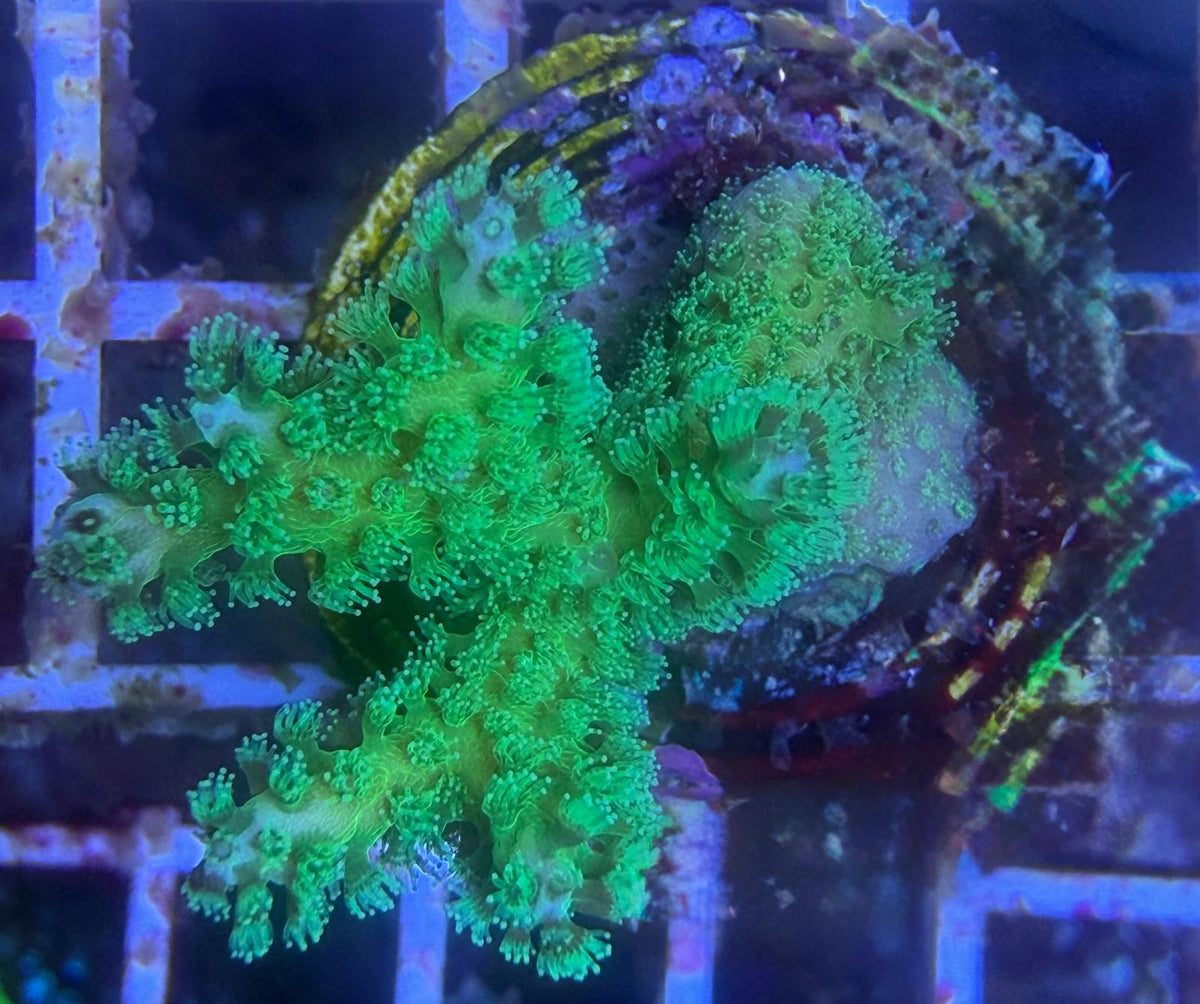 Pocillopora Damicornis – Neon Grün